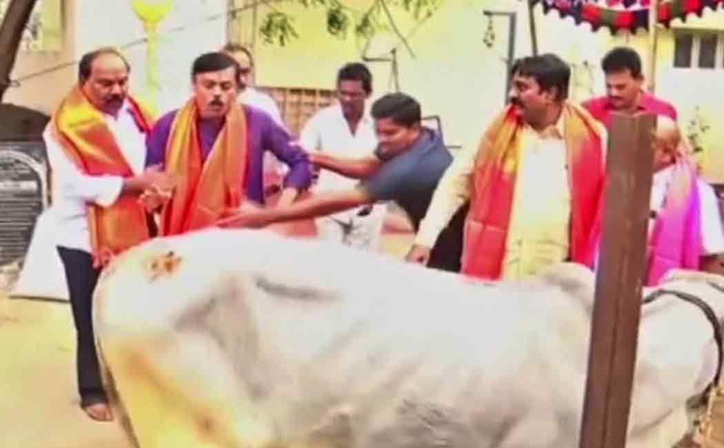 A cow kicked a BJP MP who was touching and bowing twice