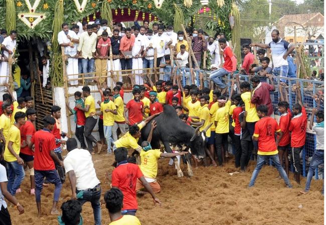 Jallikattuna Pudukottai ... bulls peoples