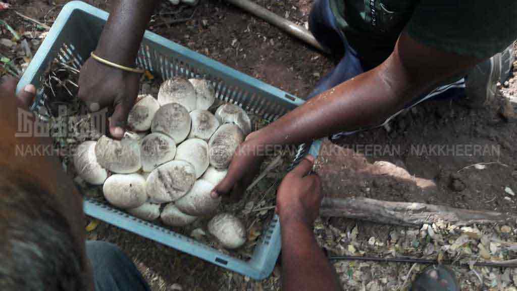 A seven-year-old python caught with 30 eggs in nellai