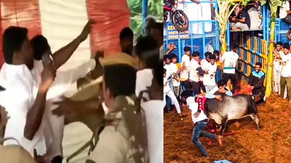 First jallikattu of the year; A fight broke out on stage the second it started