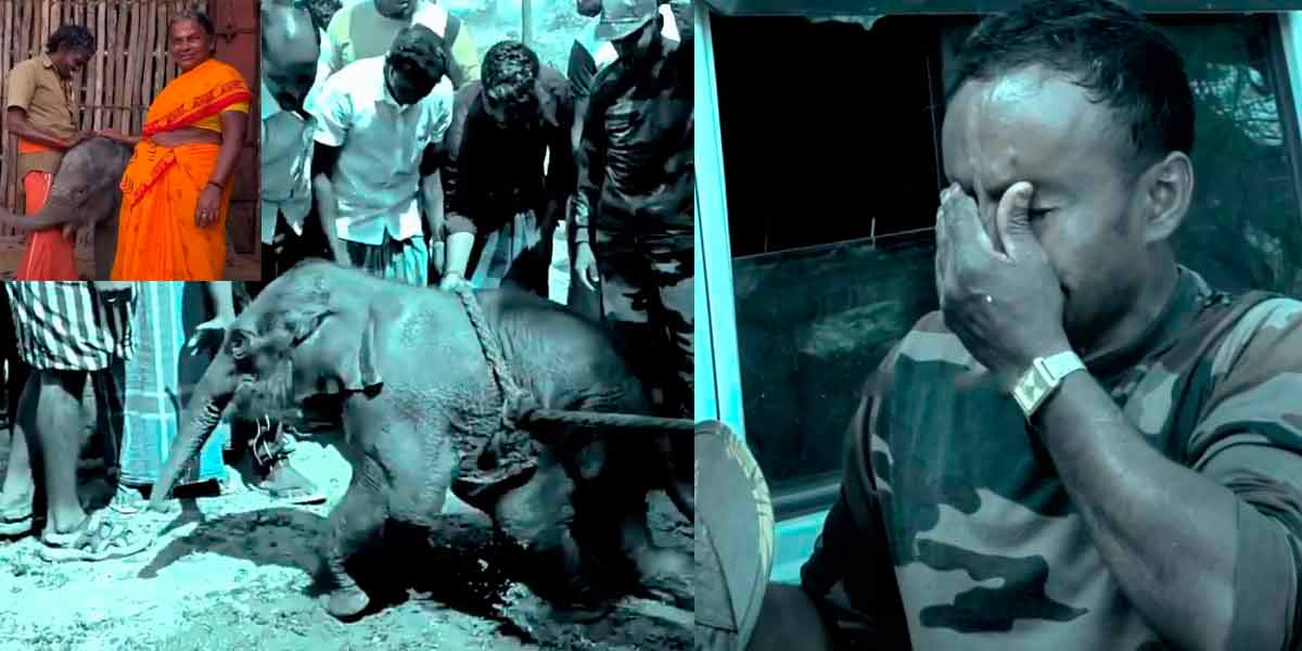 What was the reason for the baby elephant's death?-Tiger reserve director explanation