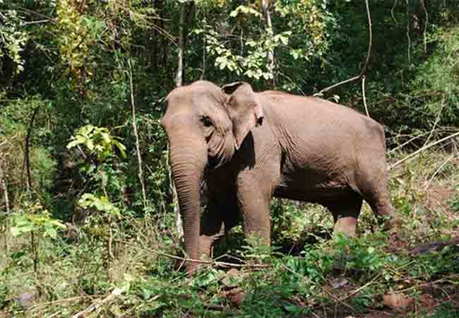 kerala sabari malai incident police