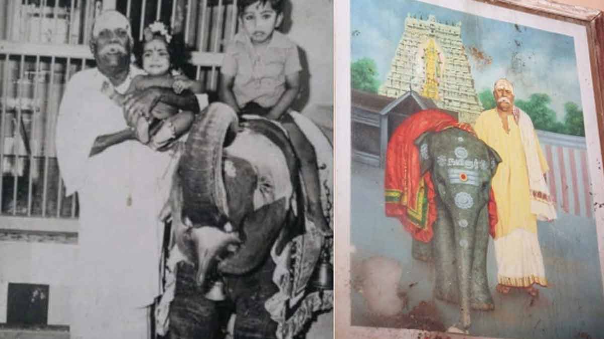 Gandhimati elephant passedaway-screaming devotees