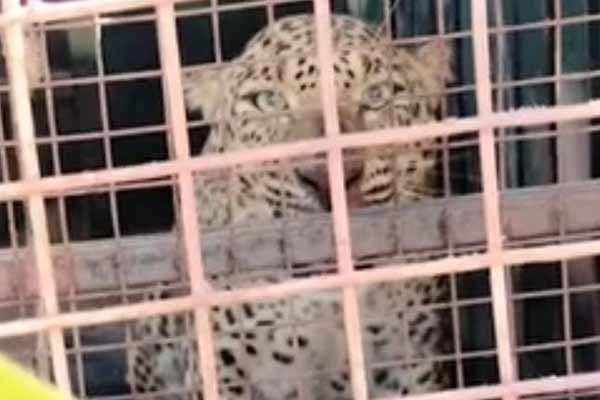 leopard caught in a cage while hunting cattle near Thalavady