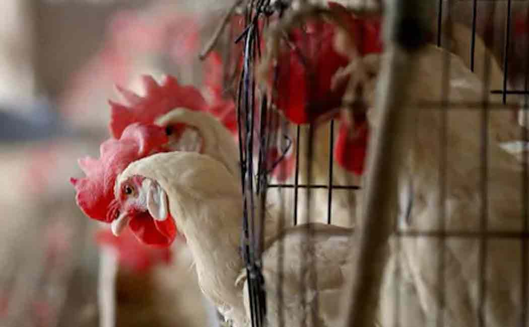 Order to destroy chickens and eggs purchased in other districts