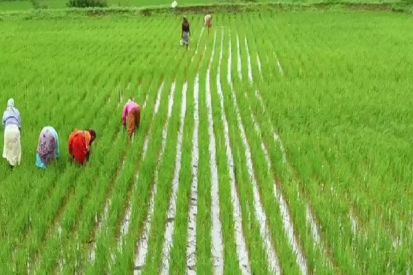 central govt said that Delta districts are not protected agricultural zones
