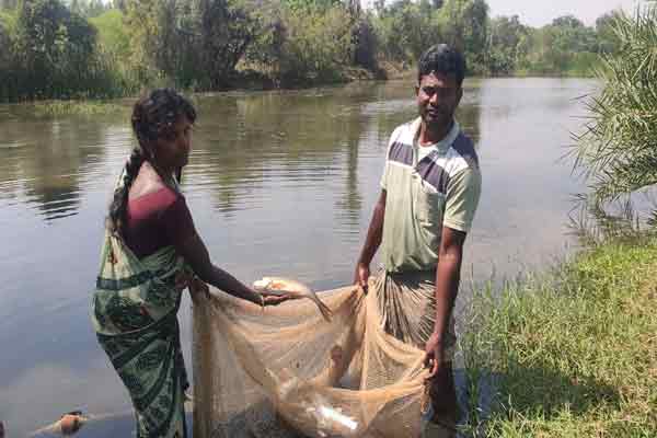 pudukkottai paramppur farmer couple fisheries for paddy field