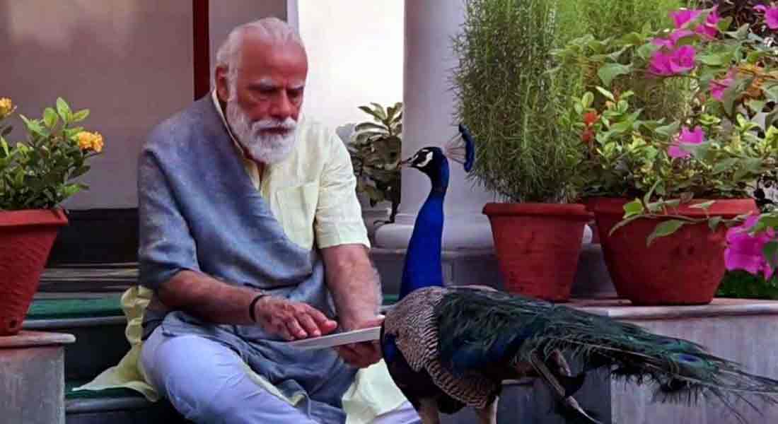 Prime Minister Narendra Modi feeding the peacocks