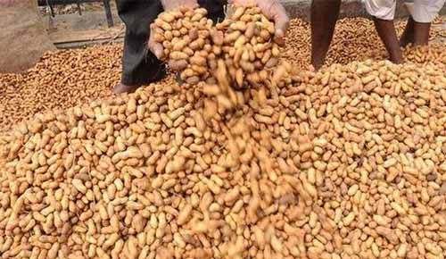 Nut
