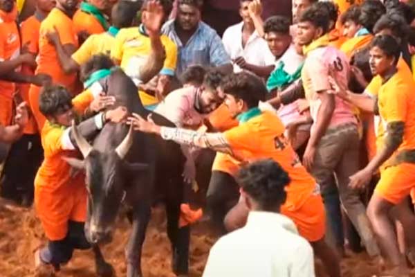 Palamedu Jallikattu completion
