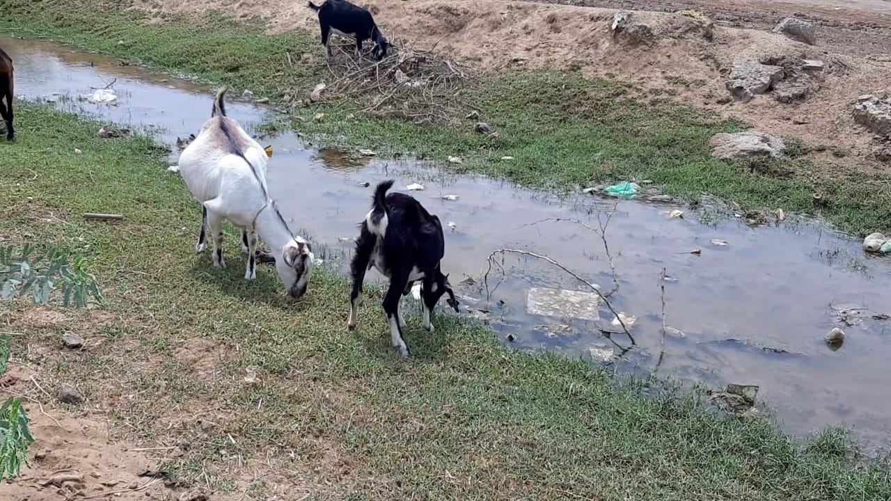 Delta in the clutches of the drought; Cattle without water; Farmers in worry !!