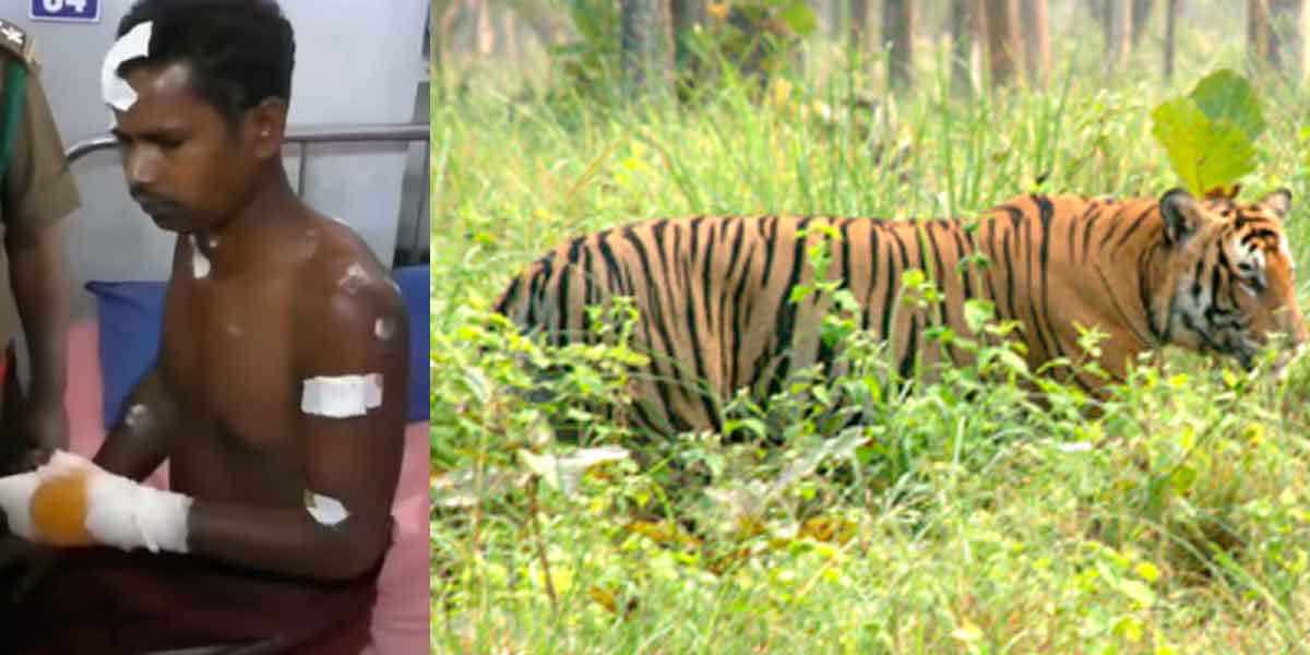 Tiger attacked anti-hunting guard; Warning to Theppakadu tribal people