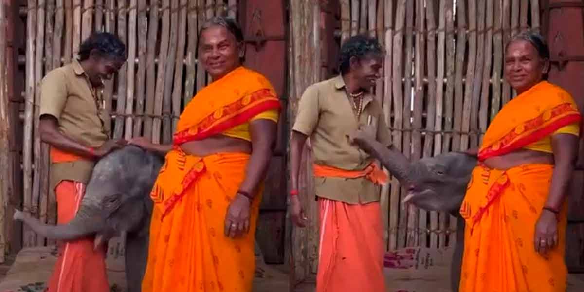 The loss their life of a baby elephant - Theppakadu in tragedy