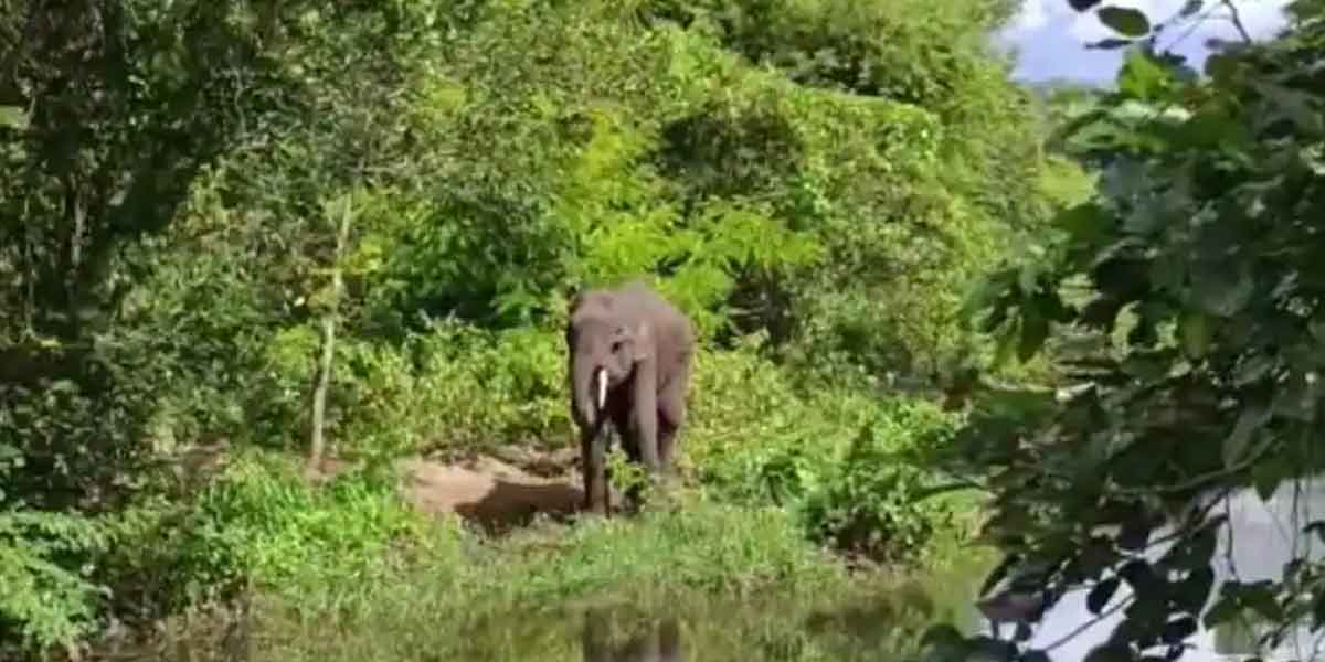 Where is the elephant standing on the border?-Kumki invites to find!