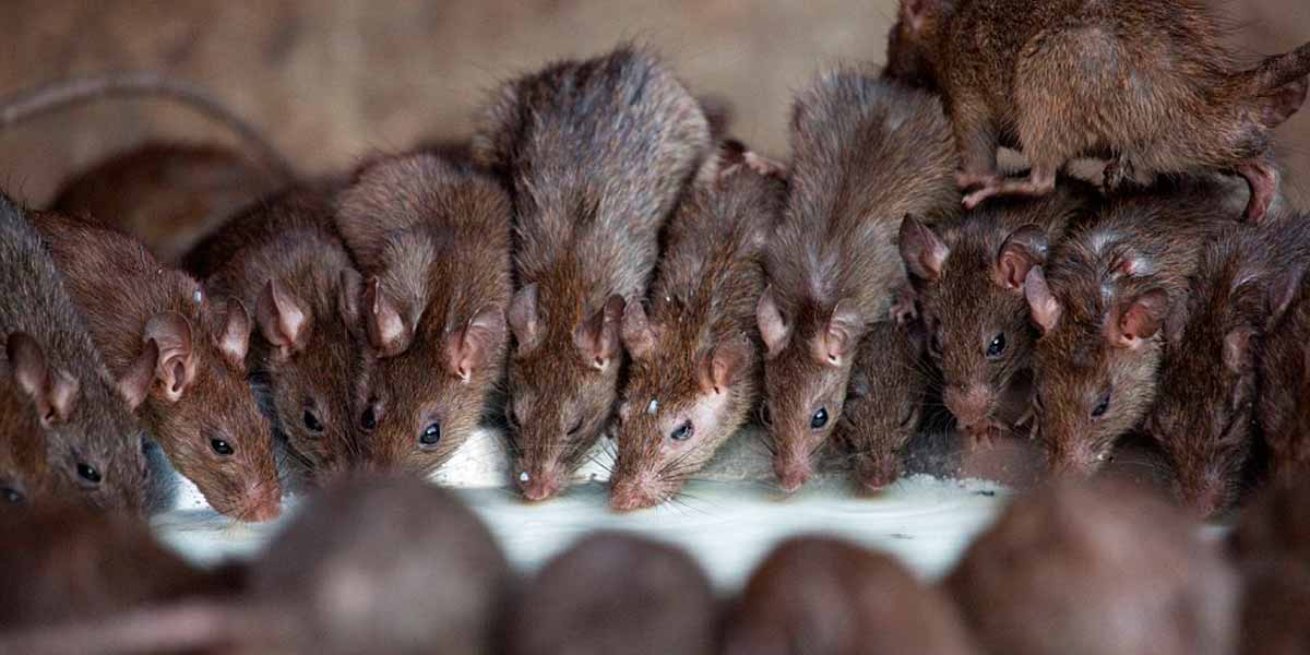 Disseminated rat fever; Health Department Alert