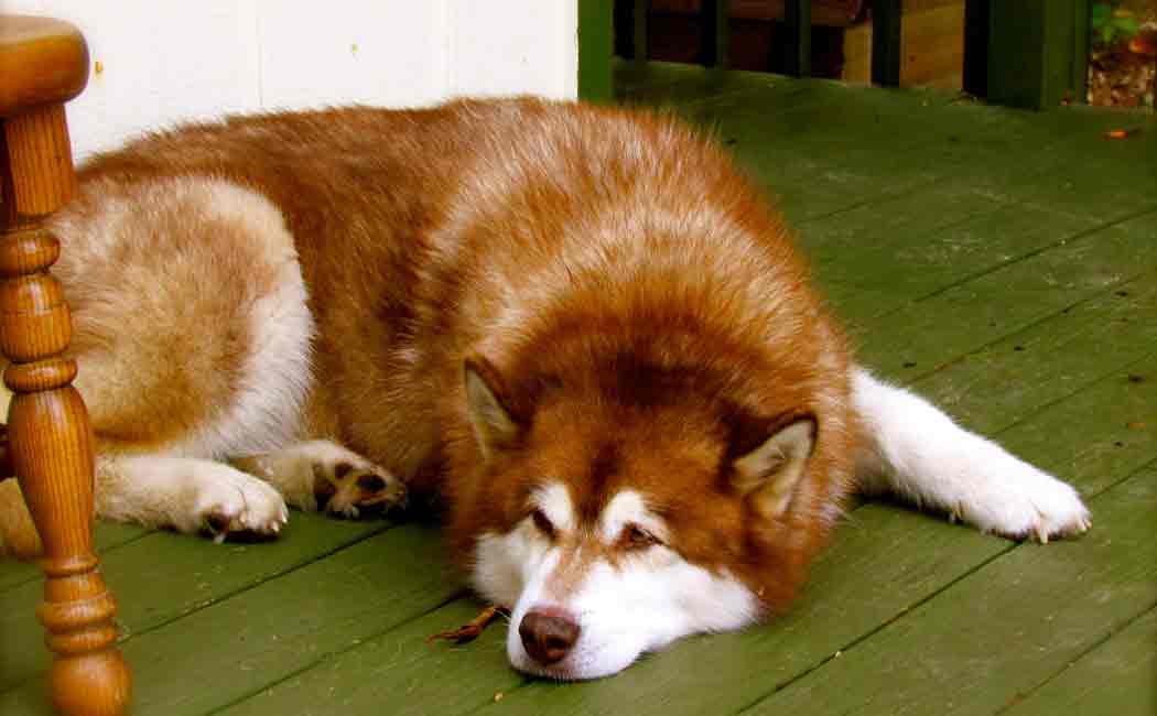 8 crore worth alaskan malamute dog missing in bengaluru