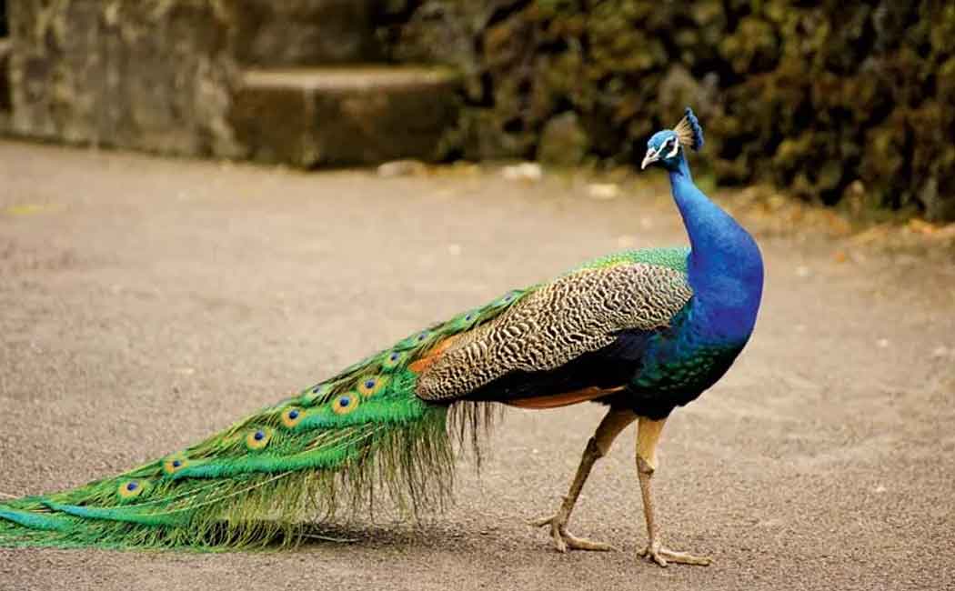 three arrested in kallakurichi in peacock case