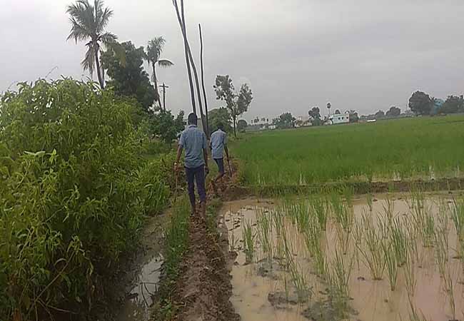 the school students will be cutting has palm tree peoples shock