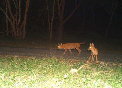 Forest Animals