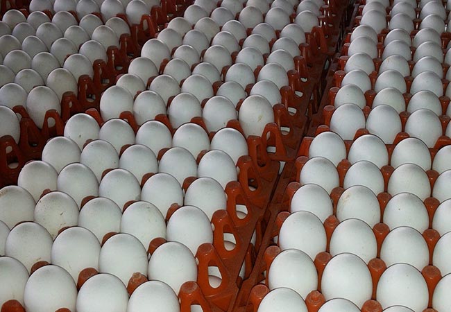 namakkal egg price necc new method announced