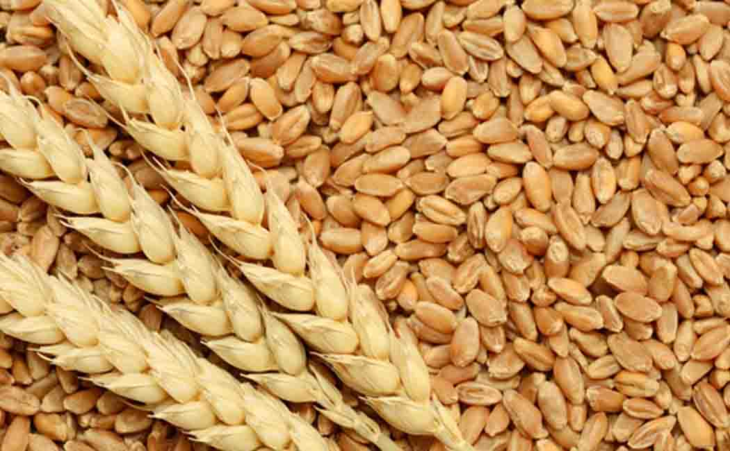 Wheat prices rise in European countries