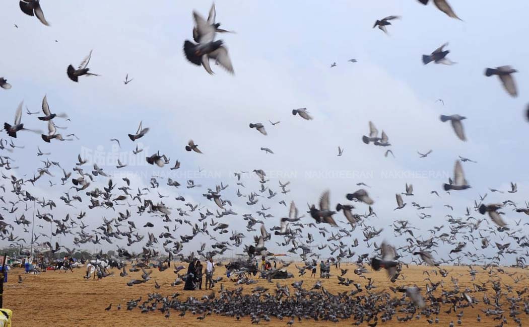 marina birds photos