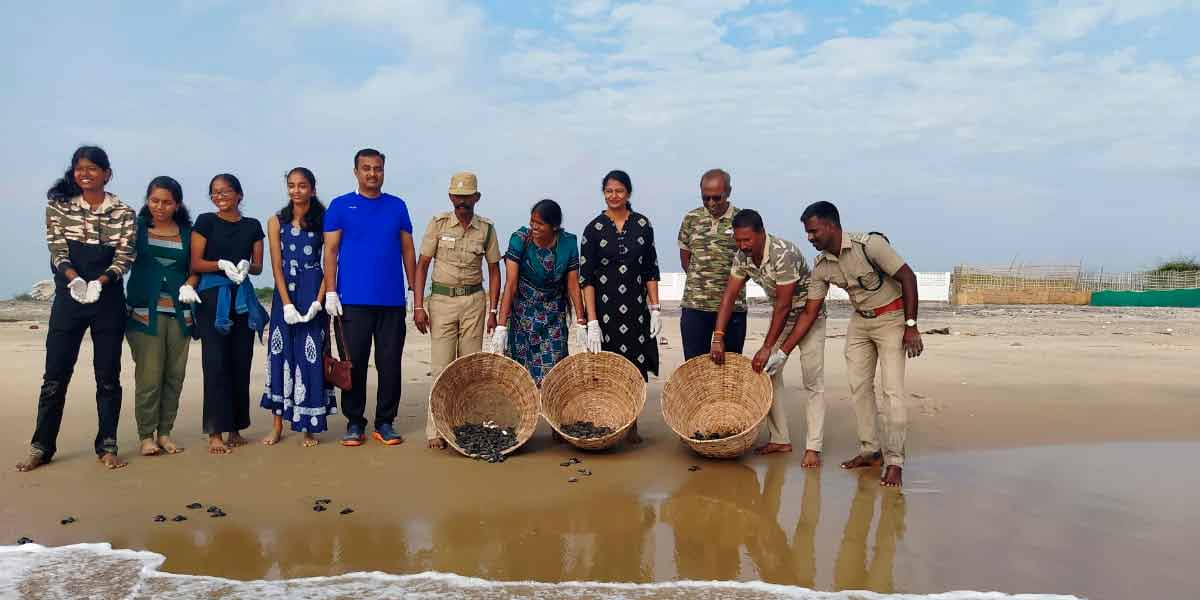 Olive Radley sea turtle hatchlings released in Pichavaram sea