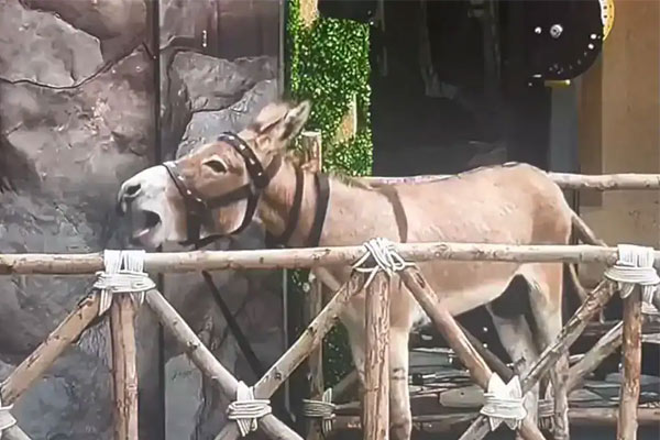 Bigg Boss 18 PETA against salman khan regards donkey used in big boss house