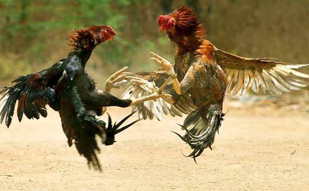 Police arrest cockfighters
