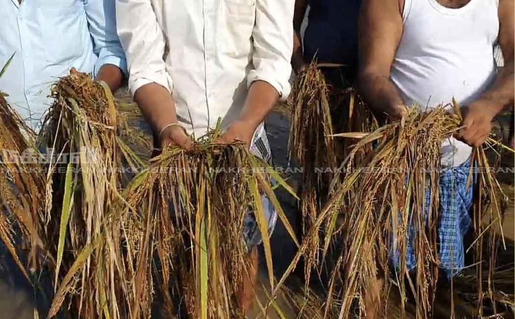 Farmers protest against officials for not counting crop damage ...