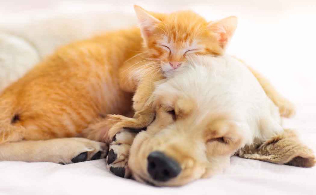 DOG AND CAT