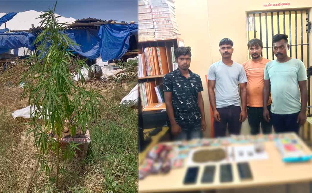 Northern State youth arrested for growing cannabis plants salt export company
