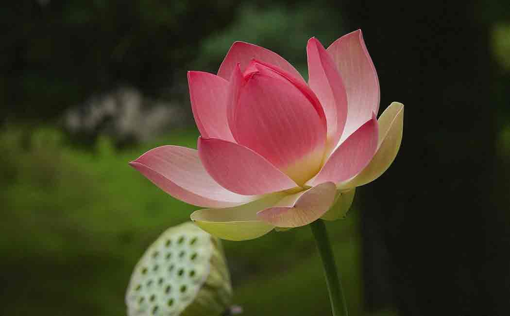 lotus is not indias national flower