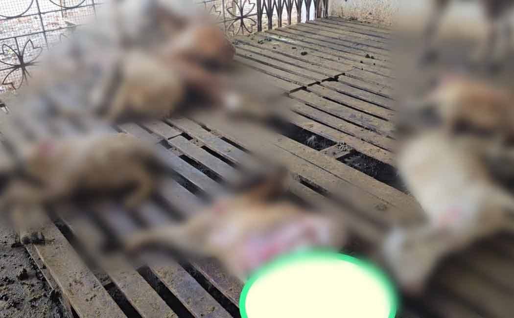 animal that entered the agricultural land and killed 8 goats