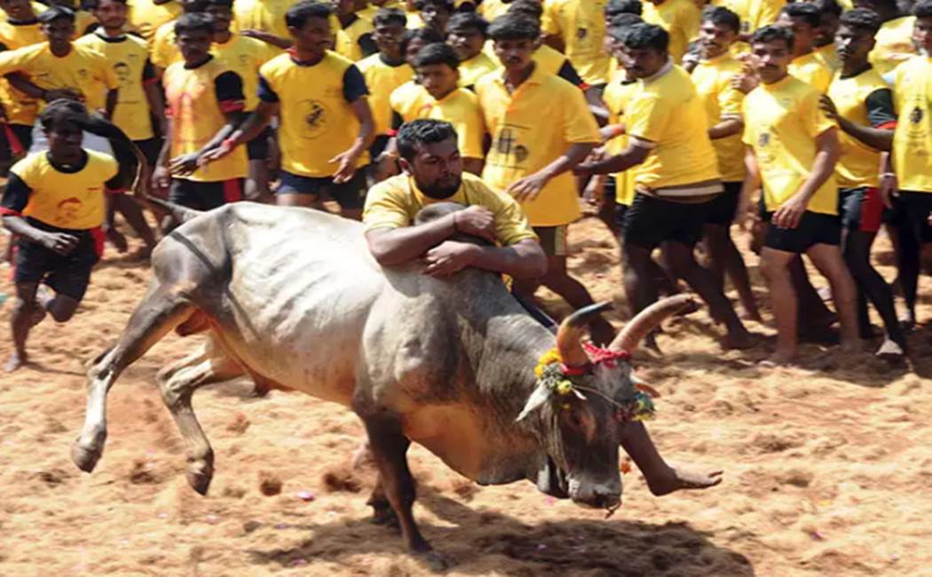 Erode-Pudukkottai-Jallikattu