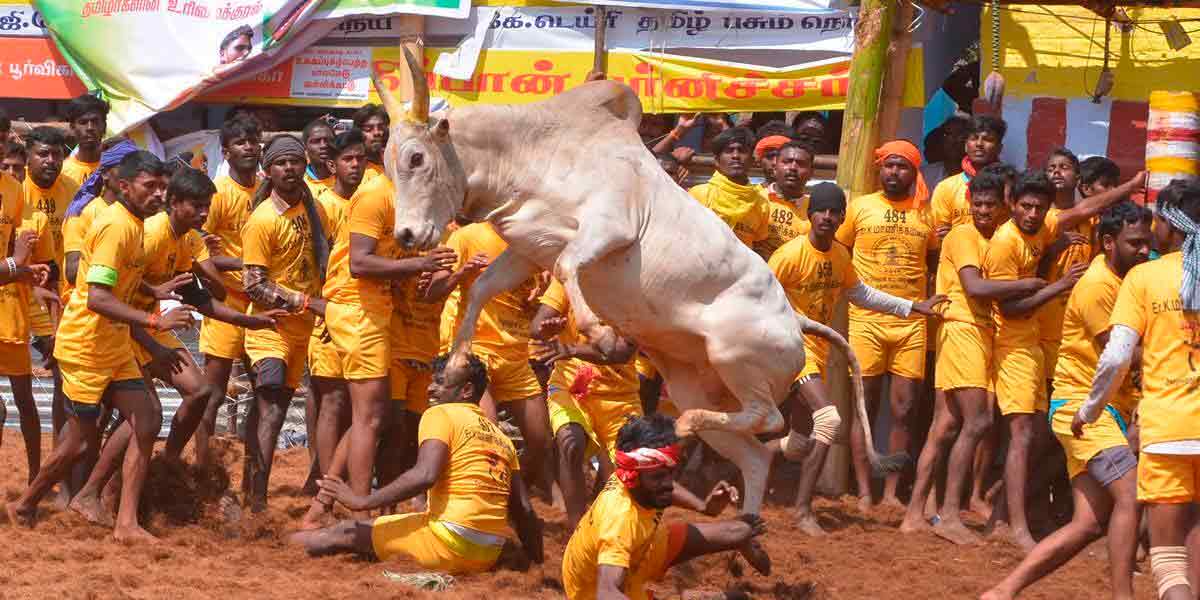 jallikkattu