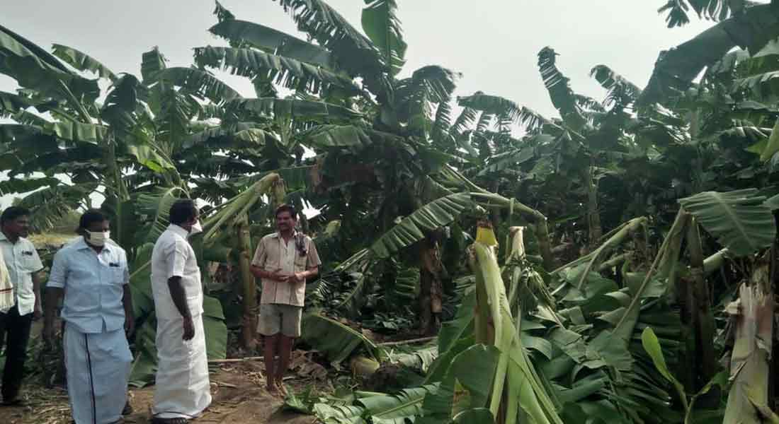Damage to trees in the hurricane ... MLA's demand for relief