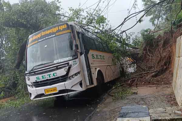 A giant tree fell on the bus!