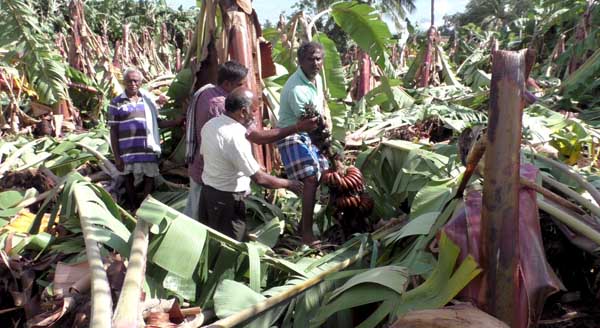 Banana trees - Heavy rain - Farmers - erode -