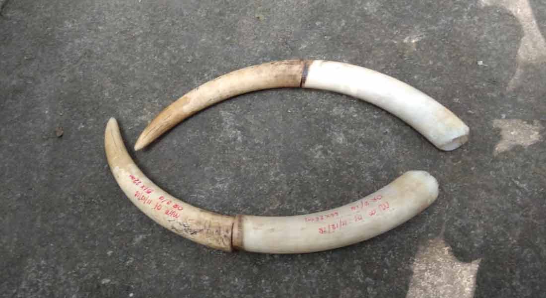 Two persons arrest for elephant Ivory smugling