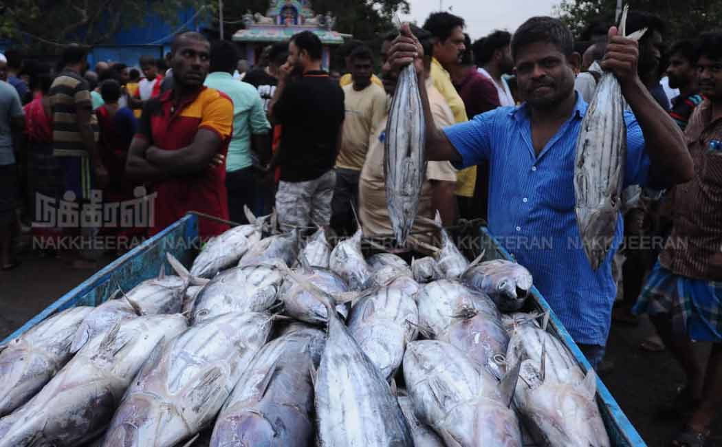 Kasimedu fish market