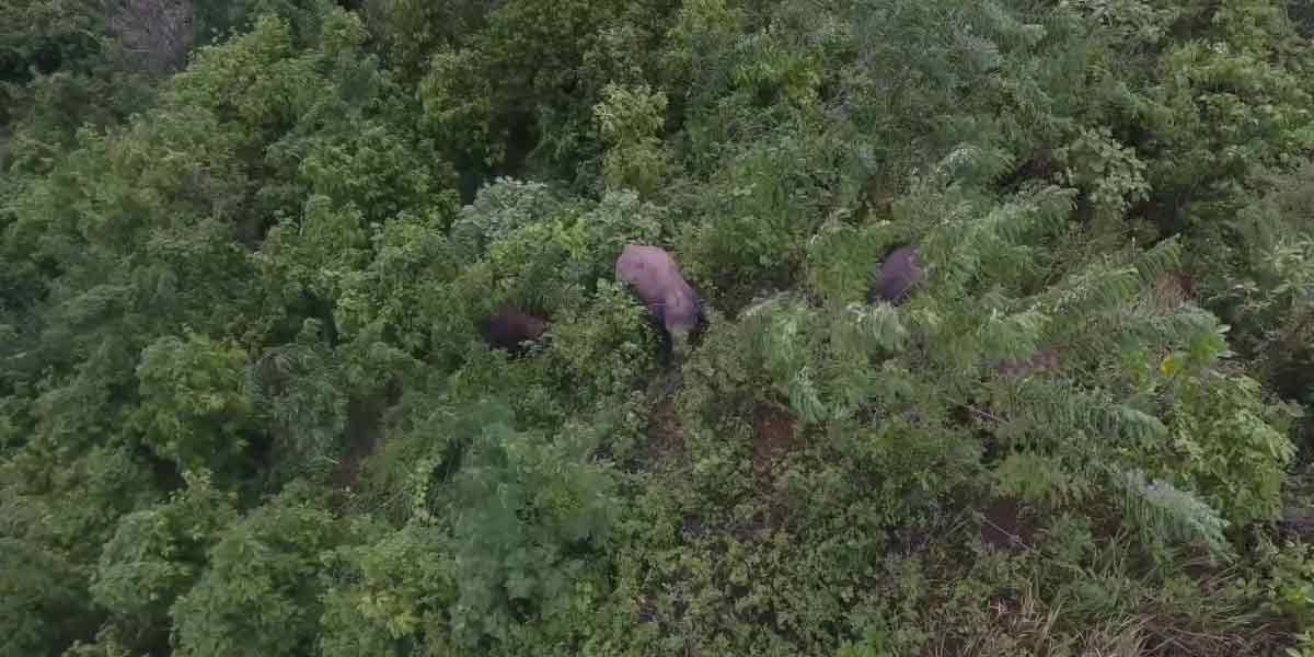 Wild elephant ... Surveillance by drone for the first time!