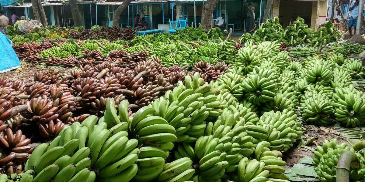 14 bananas seized in chennai Coimbate