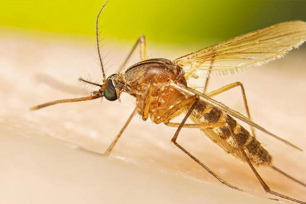 Central government warning on Epidemic yellow fever