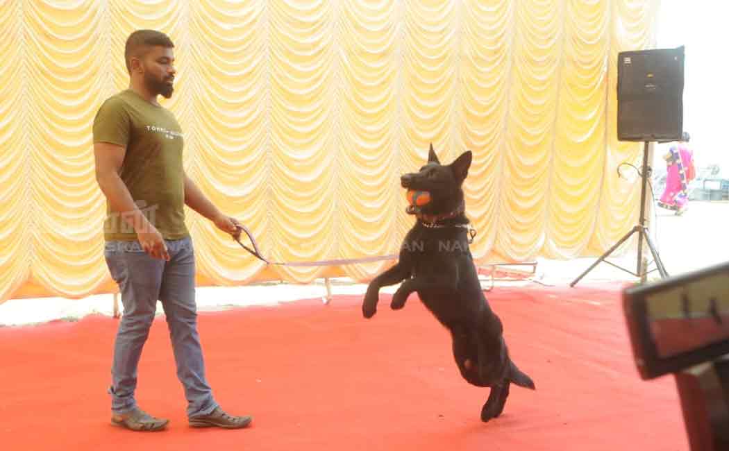 pet and dog show in chennai nandanam ymca ground