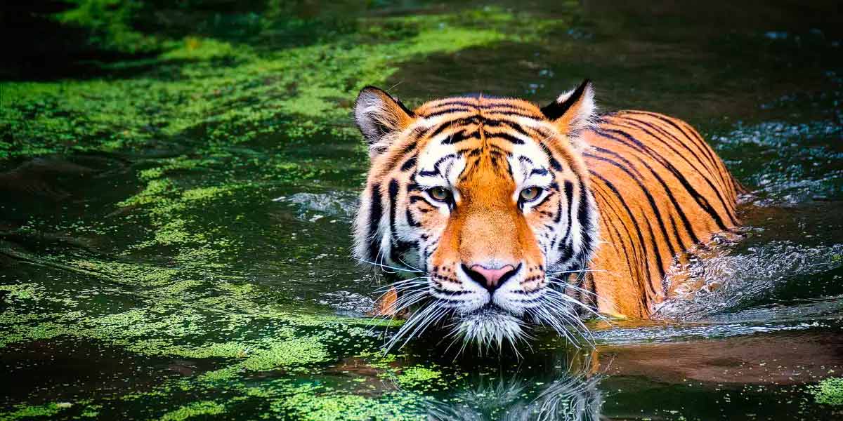 World Tiger Day; Number of Tigers in India; Information published in the survey
