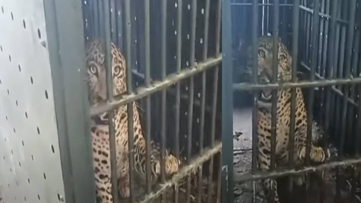 A leopard that showed fear of death was trapped; Thenikanikottai at peace