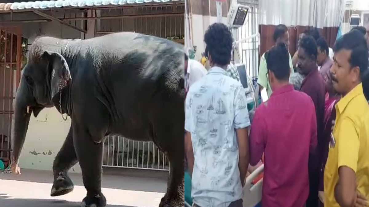 Two lose their live in temple elephant trampling; There is excitement in Tiruchendur
