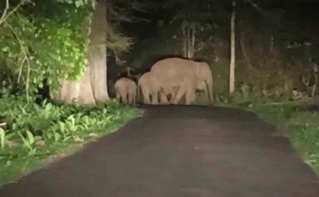 Baby elephant passed away