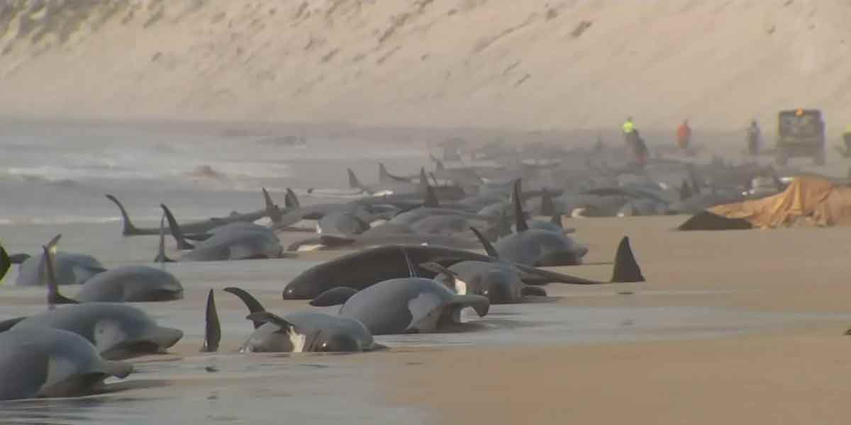 Stranded whales